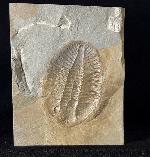 Ogyginus corndensis (MURCHISON 1839) - Bild © FossNet FossilienStore